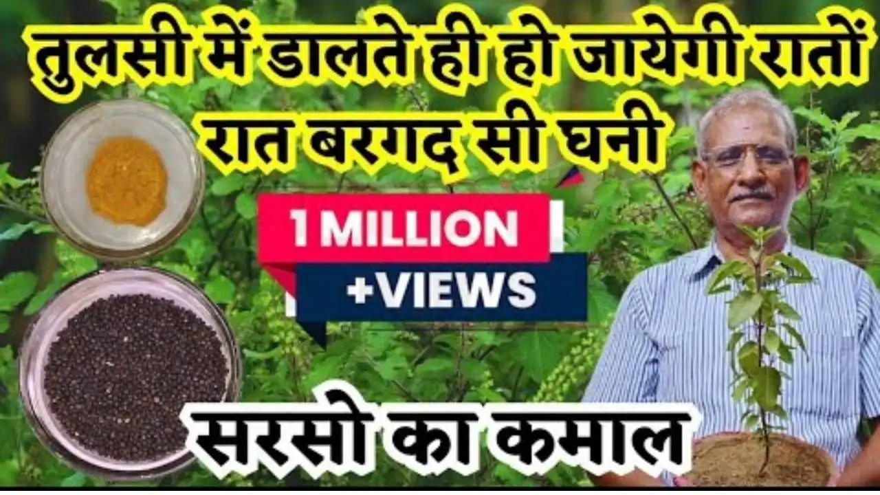 Tulsi-Plant-Care-Tips-2026